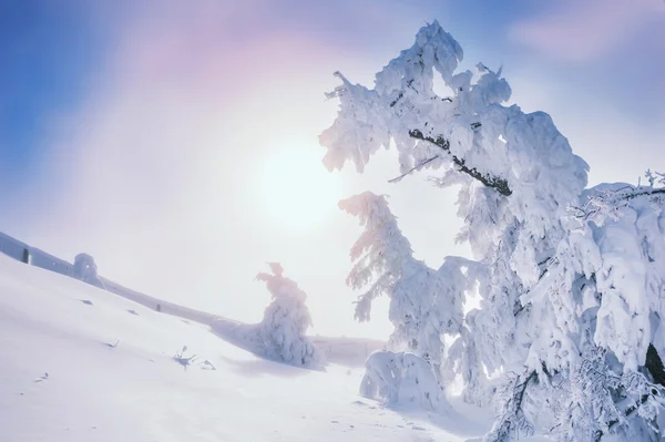 Snön täckte träden i bergen vid solnedgången. — Stockfoto