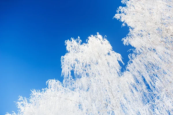 Vita björkar med rimfrost mot den blå himlen — Stockfoto