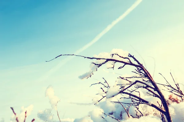 Snö på trädet i vinter skog. — Stockfoto