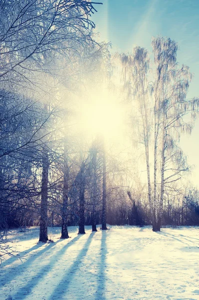 Winterpark mit Bäumen bei Sonnenuntergang. — Stockfoto