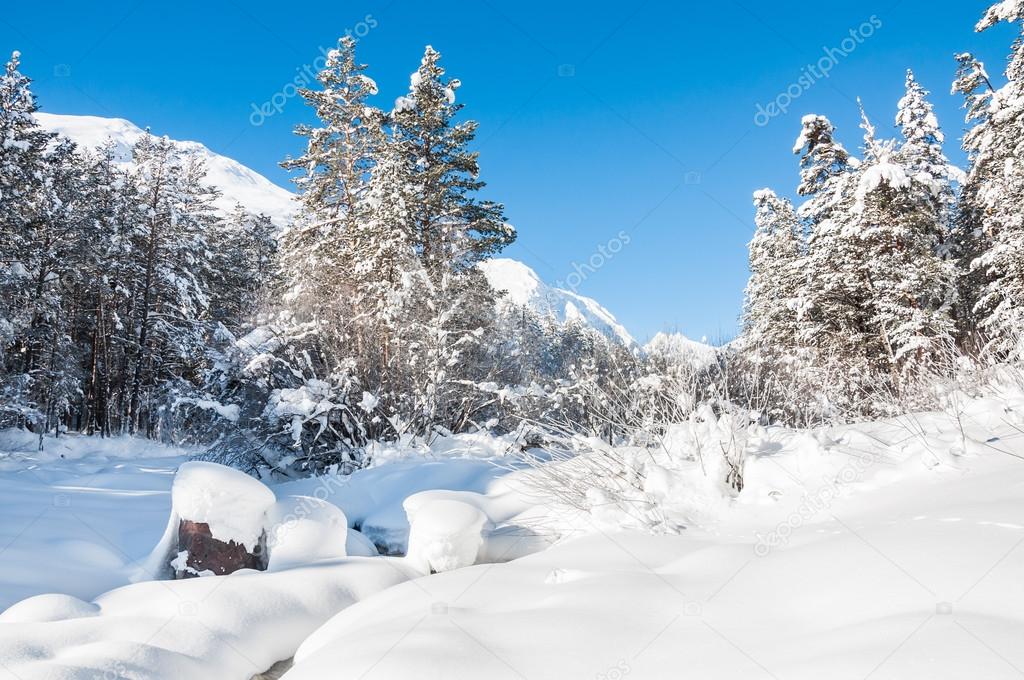 Winter forest and mountain river at sunny day. 