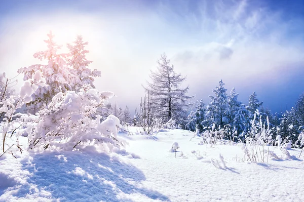 白雪覆盖的树木在冬天森林在日落时. — 图库照片
