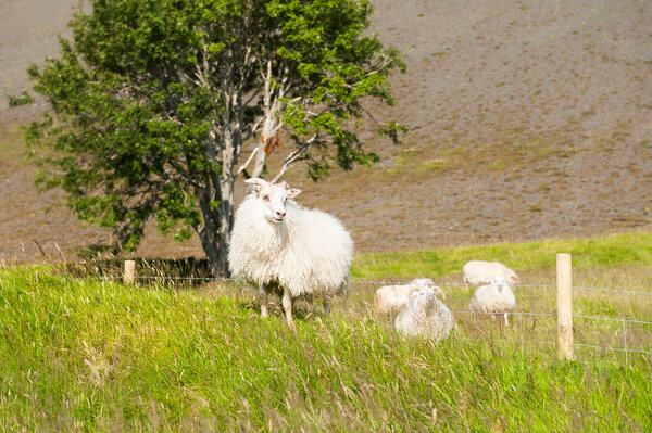 Белая овца на зеленом поле
. 