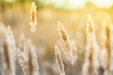 Gün batımında vahşi bitkiler ile orman çayır. 