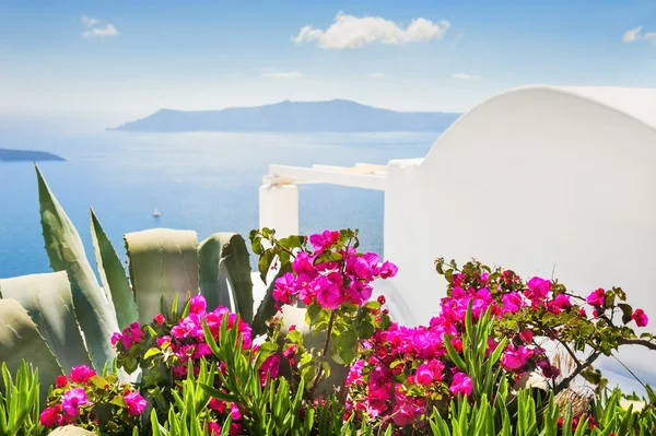 Flowers in the garden with sea view. — Stock Photo, Image