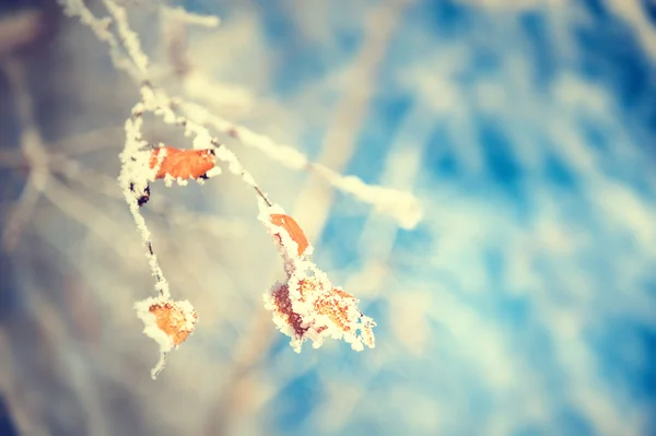 Frost på träd i vinter skog. — Stockfoto