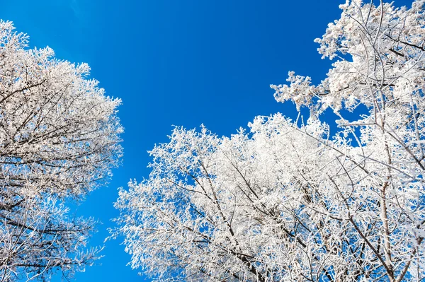 Vinter träd med rimfrost mot den blå himlen. — Stockfoto