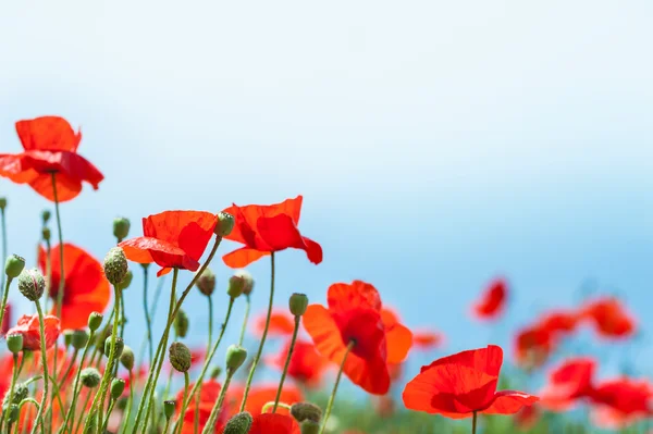 Mooie rode papaver bloemen. — Stockfoto