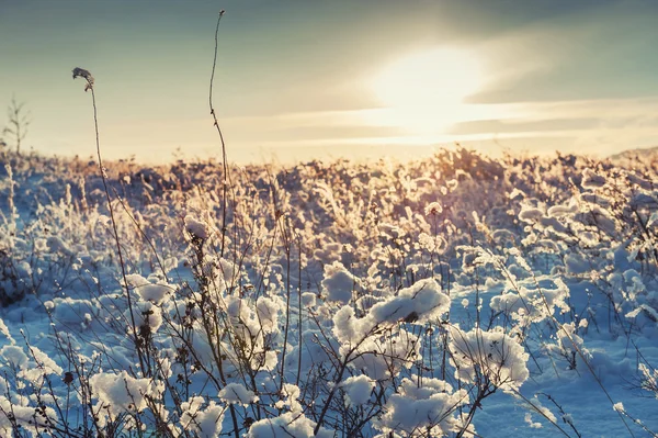 Snötäckta växter på berget i solnedgången. — Stockfoto