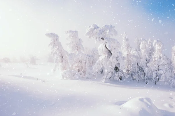 Snowfall in winter forest. — Stock Photo, Image