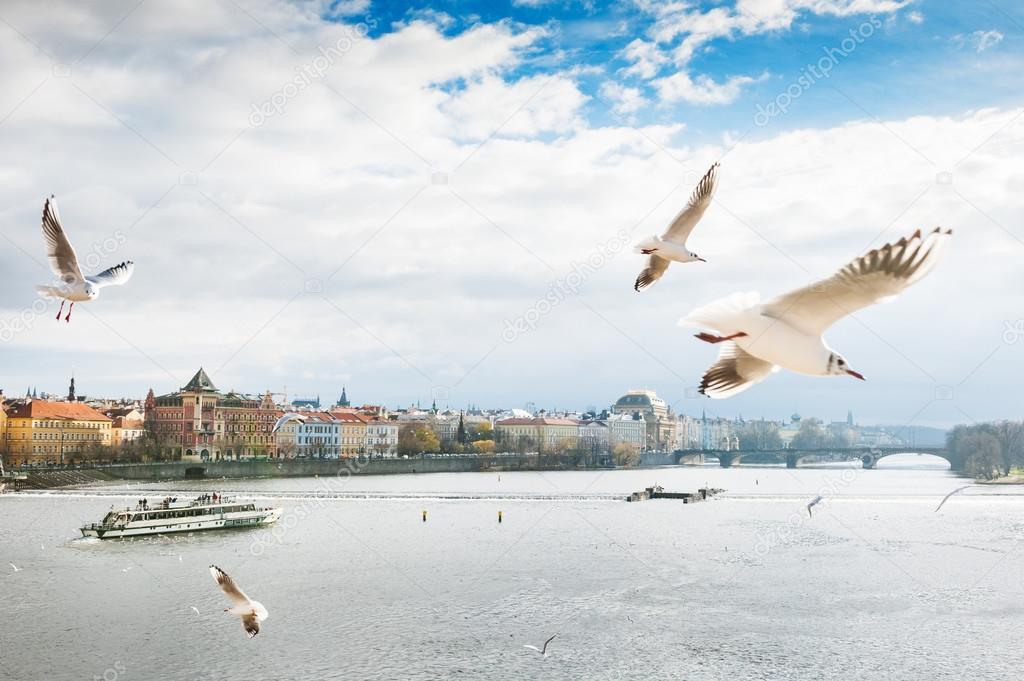 Panoramic view of Vltava river in Prague, seagull hovering over 