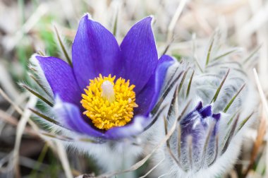 Güzel Menekşe çiğdemler, ilk bahar çiçekleri.