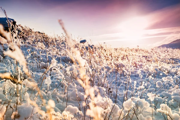 Plantas cubiertas de nieve en la montaña al atardecer . — Foto de Stock