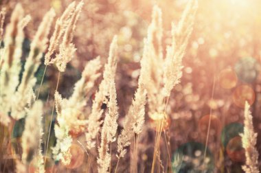 Gün batımında vahşi bitkiler ile orman çayır. 