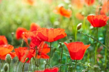 Sabah güneş ışığı vahşi kırmızı haşhaş çiçekleri. 