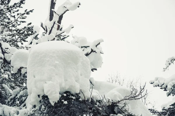 Заснеженные деревья после снегопада — стоковое фото