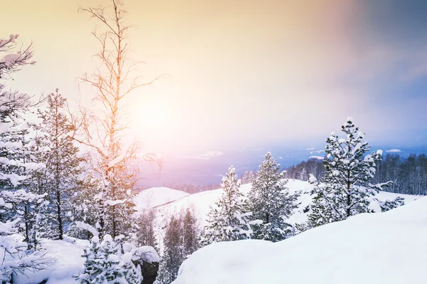 Árboles cubiertos de nieve en las montañas al atardecer . —  Fotos de Stock