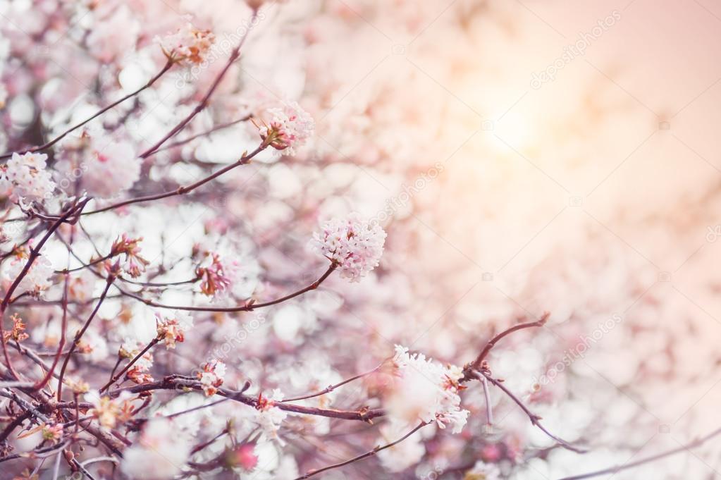 Blooming tree with pink flowers at morning sunshine
