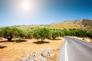 Dağlar ve bahçeleri zeytin ağaçlarının arasındaki yol.