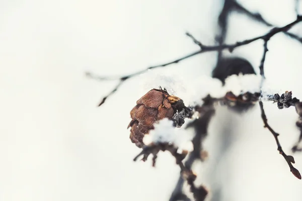 Macro image sur le cône de sapin, petite profondeur de champ — Photo