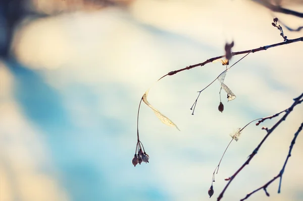 Wilde planten in de winter forest — Stockfoto