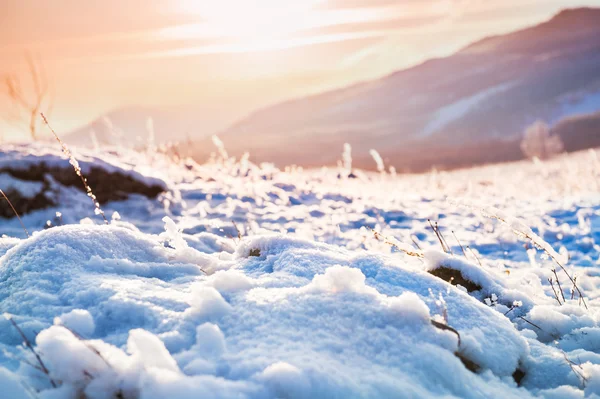 Plantas cubiertas de nieve en la montaña al atardecer . —  Fotos de Stock