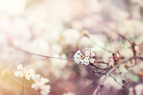 Kwitnące drzewo z białymi kwiatami — Zdjęcie stockowe