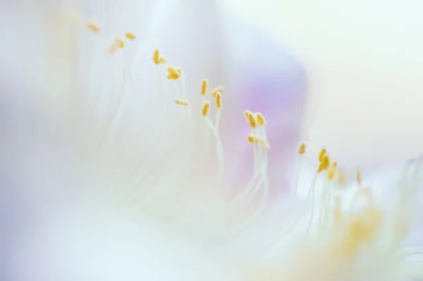 Макрозображення красивої квітки кактуса — стокове фото