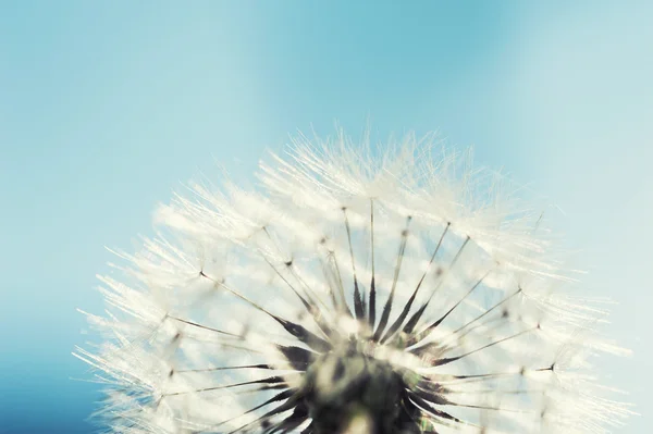 Dente de leão contra o céu azul — Fotografia de Stock