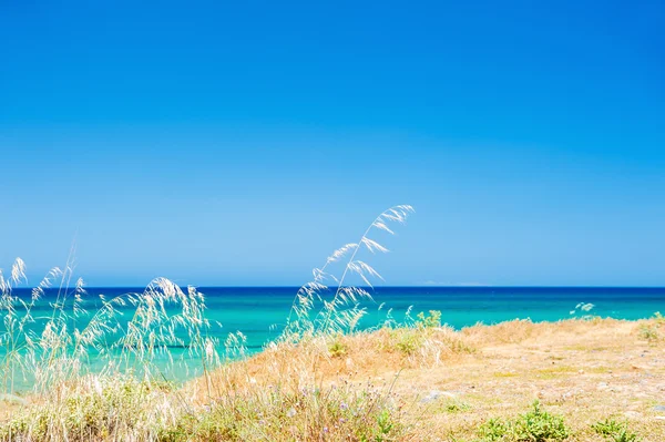 Vilda gräs havet med hav och himmel bakgrund — Stockfoto