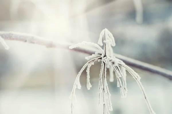 Frost på träd i vinter skog. — Stockfoto