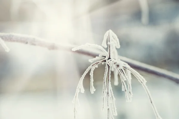 Rijm op de boom in winter forest. — Stockfoto