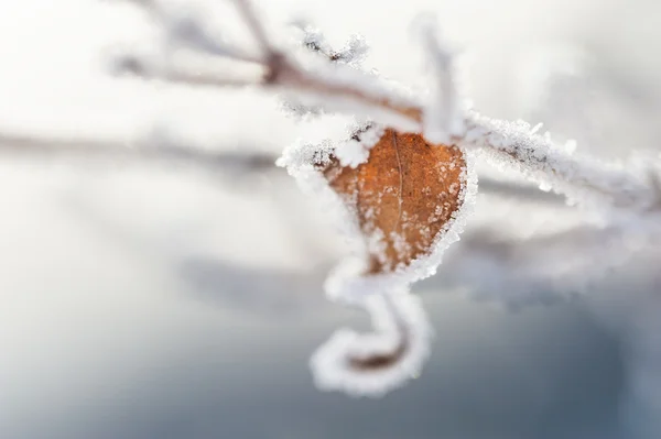 Rijm op de boom in winter forest — Stockfoto