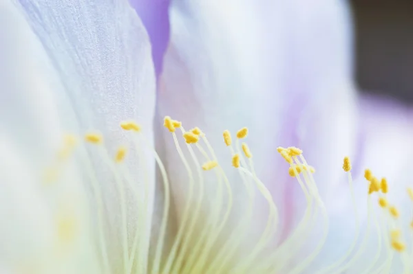 Макрозображення красивої квітки кактуса — стокове фото