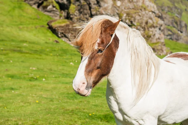 Beautiful icelandic horse in nature background. — Stock Photo, Image