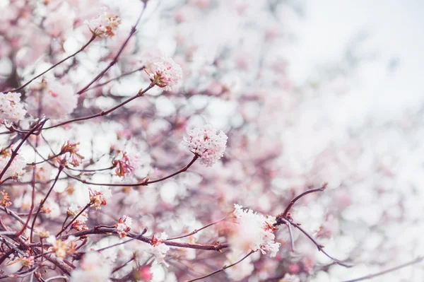 Kwitnące drzewo z różowymi kwiatami — Zdjęcie stockowe
