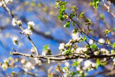 Mavi gökyüzüne karşı açan ve çiçek açan bahar.