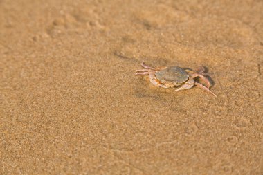 Bebek Yengeç deniz kıyısında