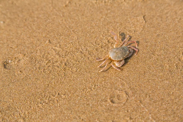 Bébé crabe au bord de la mer — Photo