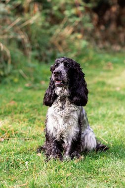 Lively English Cocker Spaniel sprinting across a green field on a bright day. This playful dog image highlights energy, joy, and the beauty of pets in nature.