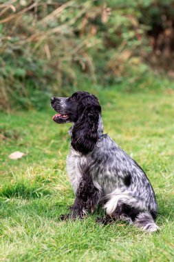 Beautiful English Cocker Spaniel enjoying open countryside, running freely on fresh grass. Perfect photo for themes of active lifestyle, countryside walks, and happy family pets.