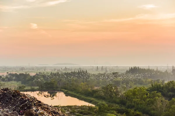 Rebanho de garças e belo pôr do sol — Fotografia de Stock