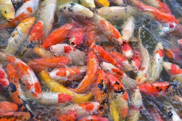 花式鲤鱼鱼poisson carpe fantaisie — 图库照片