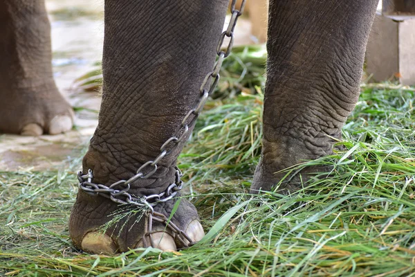 Elephant dung — Stock Photo, Image