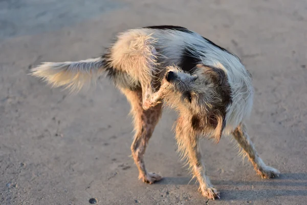 Stray dog — Stock Photo, Image