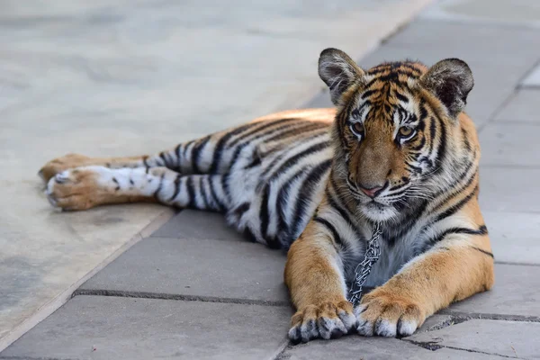 Pequeño tigre — Foto de Stock