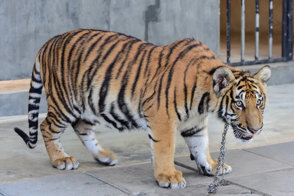 Pequeño tigre —  Fotos de Stock