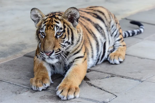 Kleiner Tiger — Stockfoto