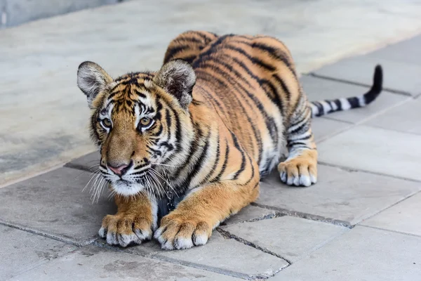 Malý tygr — Stock fotografie