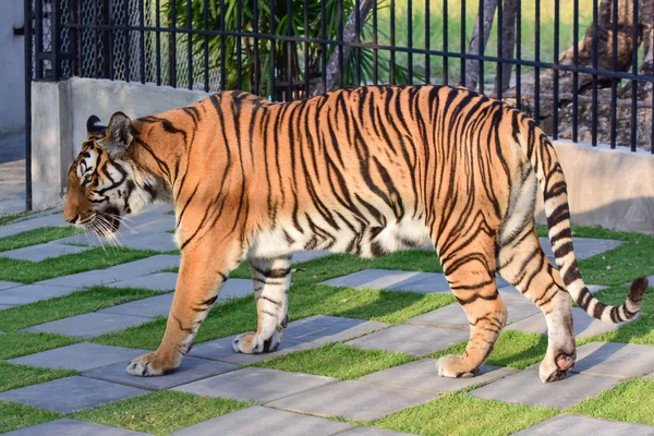 Pequeno tigre — Fotografia de Stock